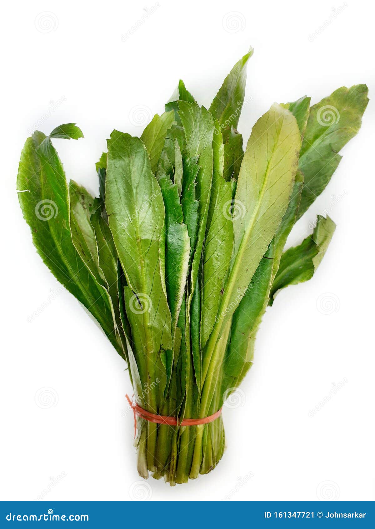 culantro or long coriander  on white background