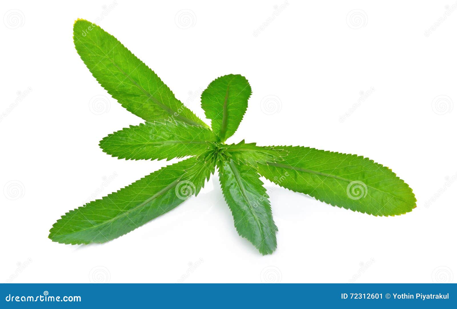 Culantro, Long Coriander, Sawtooth Coriander, Parsley On The Soil In