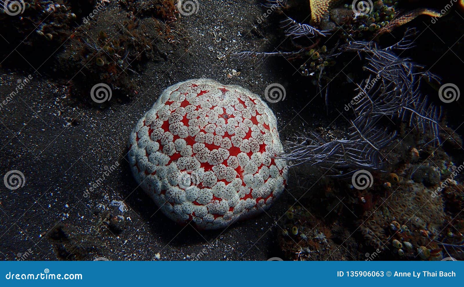 starfish culcita coral reef in amed, bali indonesia