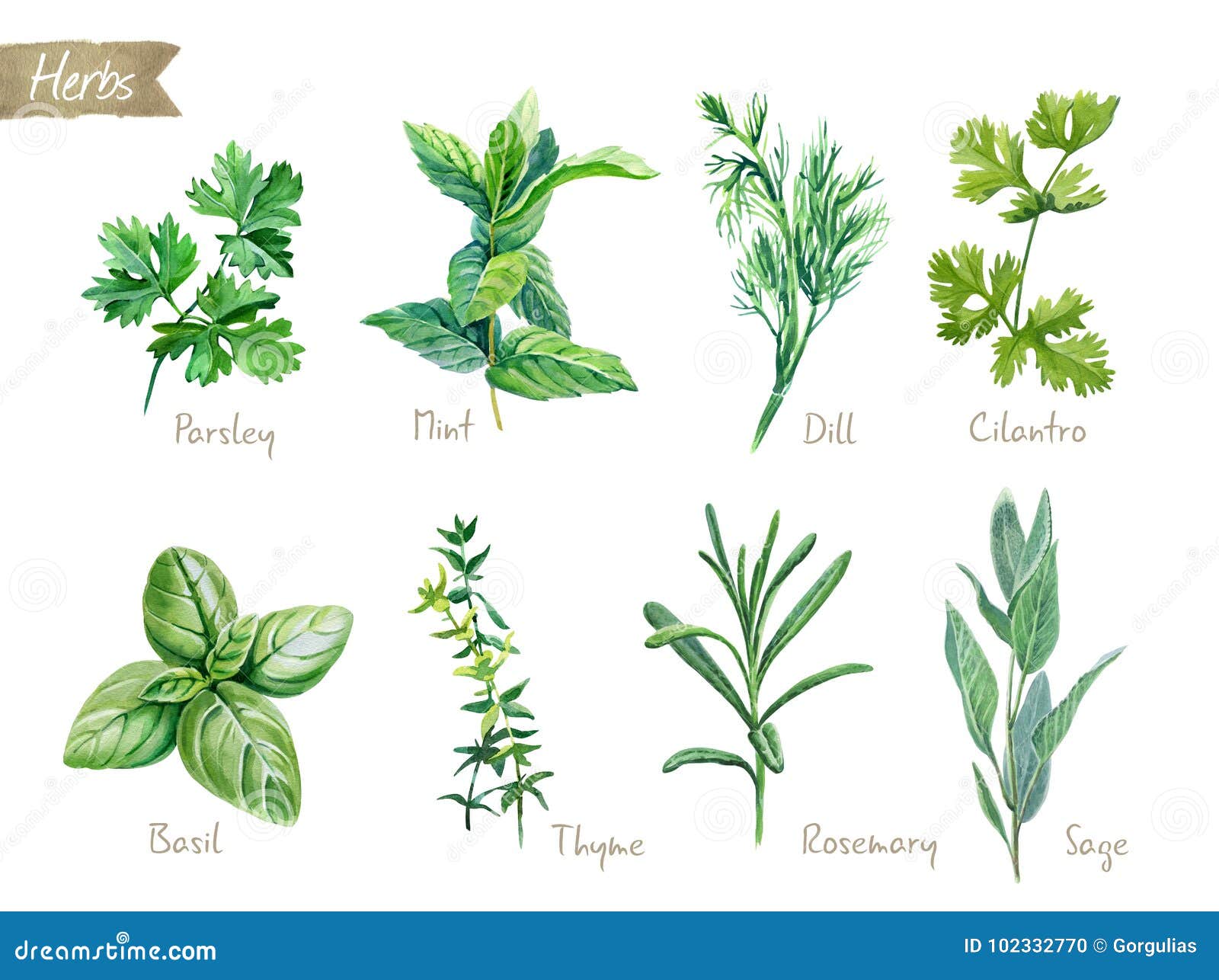 culinary herbs collection watercolor  with clipping paths