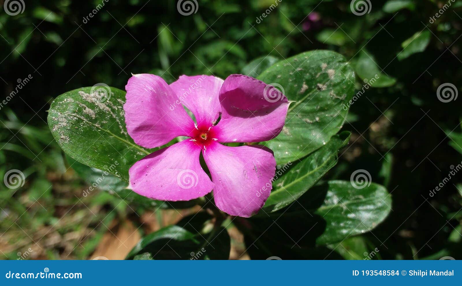 Cultivando Uma única Flor De Jasmim Em Planta Foto de Stock - Imagem de flor,  pétala: 193548584