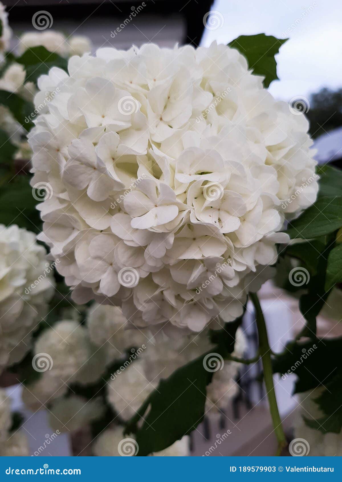 Cultivar Arbusto De Bola De Nieve Japonés Viburnum Plicatum O Horangea  Flores Que Muestran Hermosas Flores Blancas En Primavera Bo Imagen de  archivo - Imagen de pétalo, hermoso: 189579903