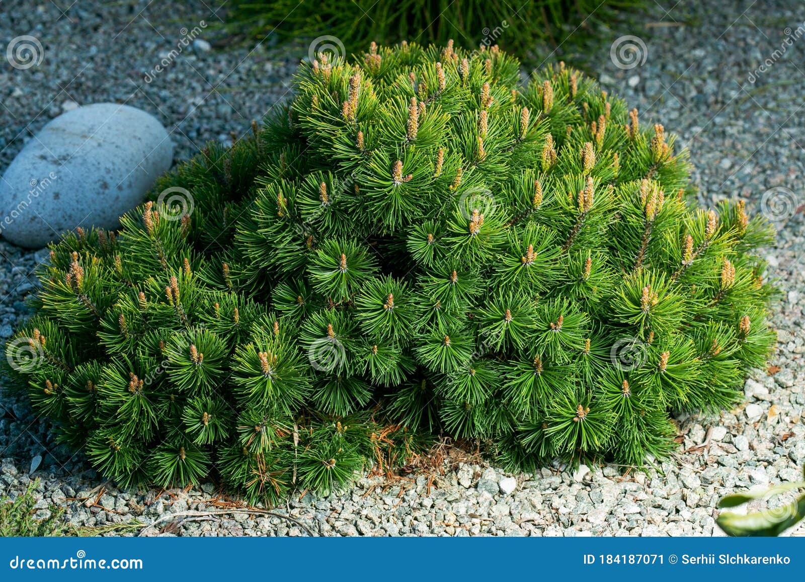 cultivar dwarf mountain pine pinus mugo var. pumilio in the rocky garden