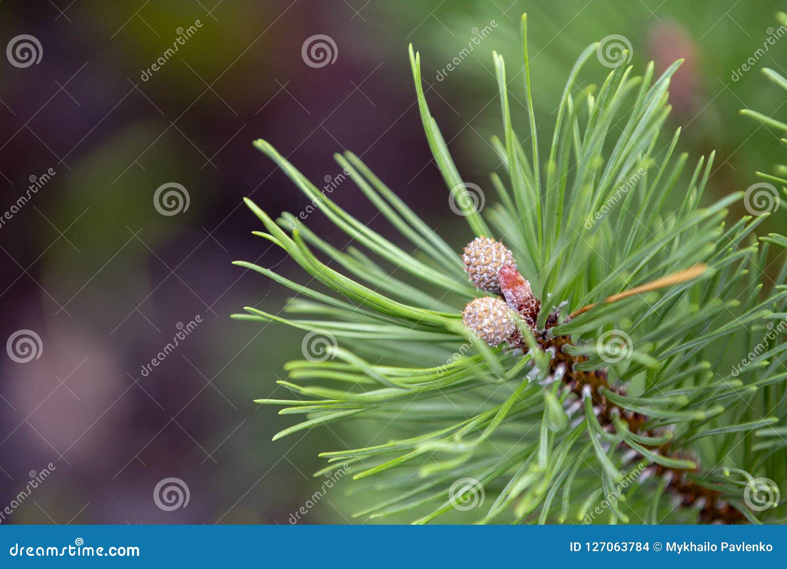 cultivar dwarf mountain pine pinus mugo var. pumilio in the rocky garden