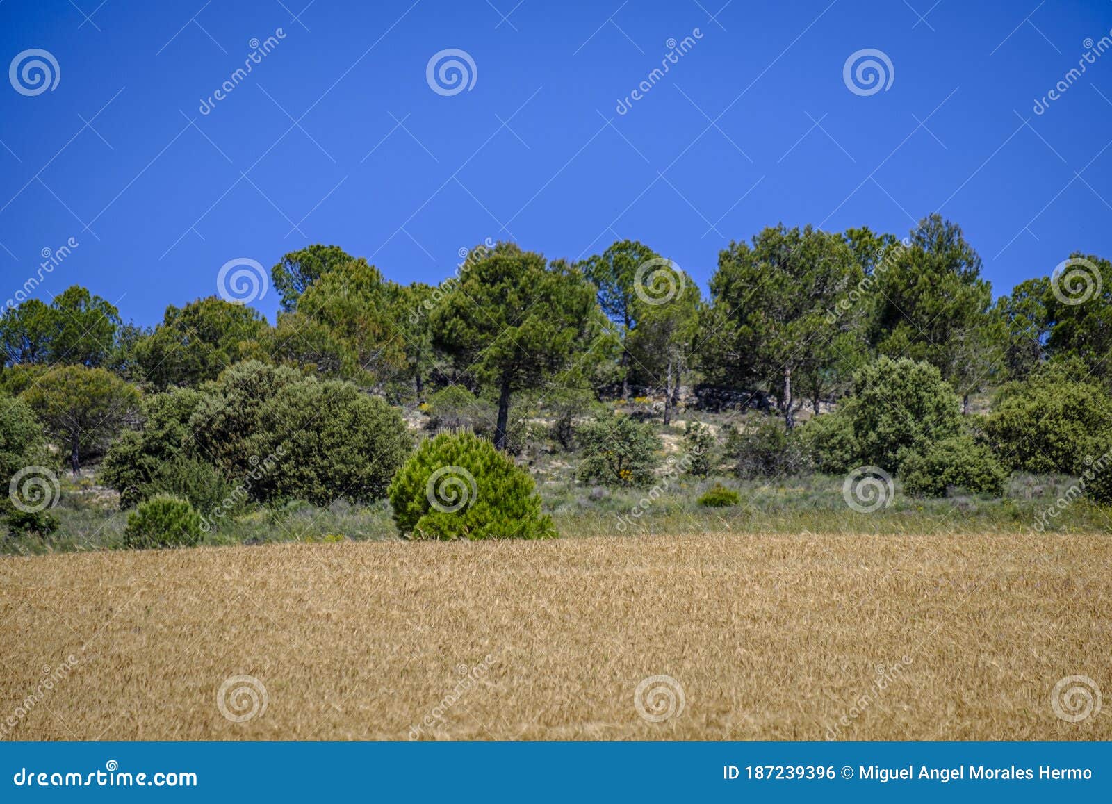 cultivated fields, in the interior spain.
