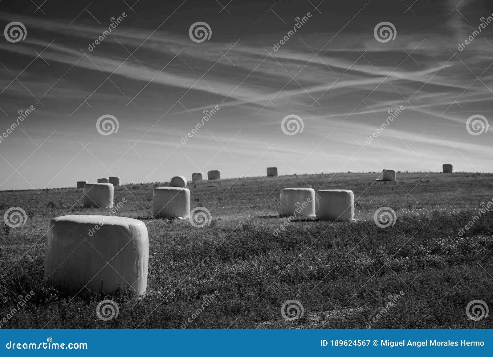 cultivated fields, especially cereals in spain