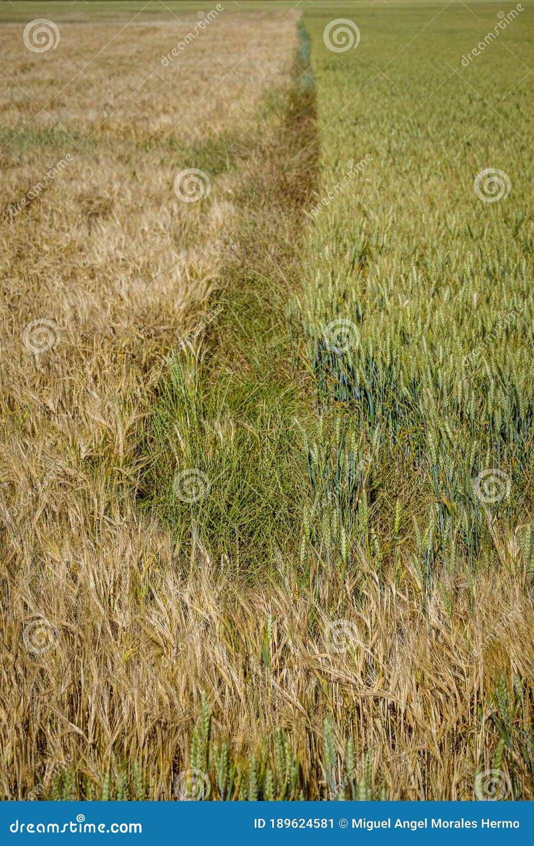 cultivated fields in the interior spain