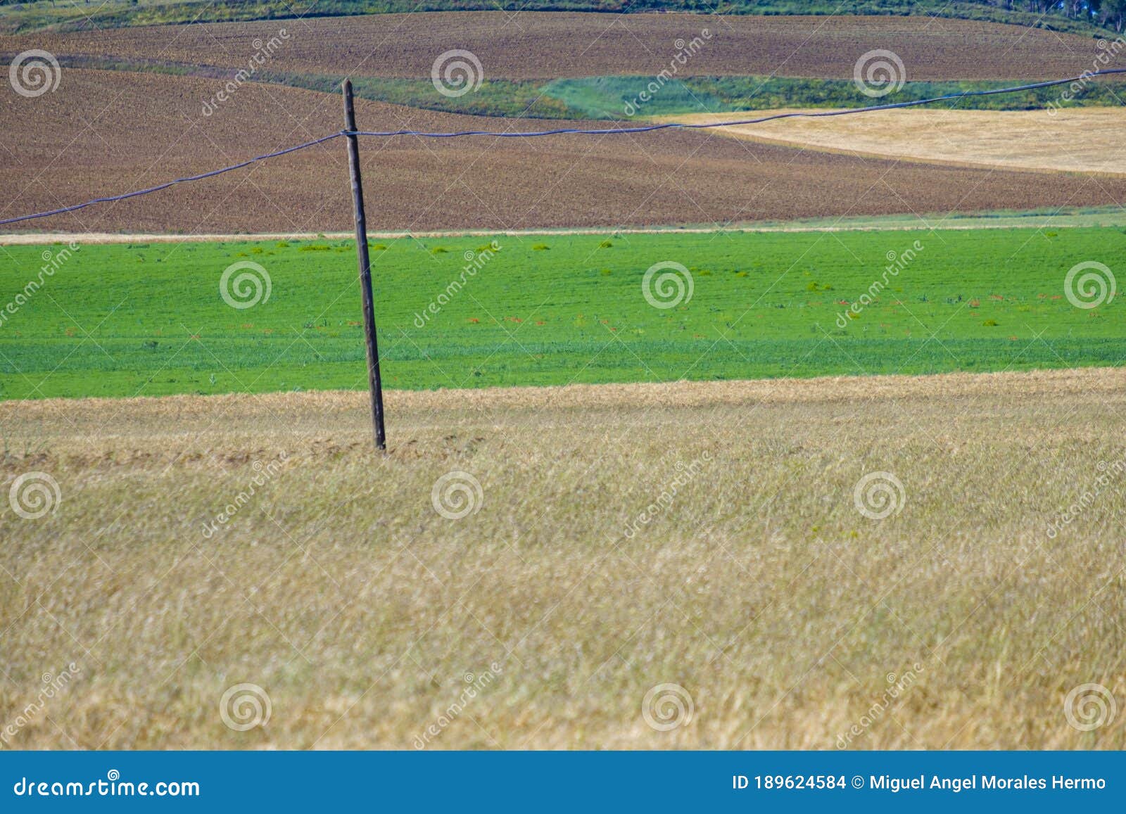 cultivated fields, especially cereals, in the interior spain