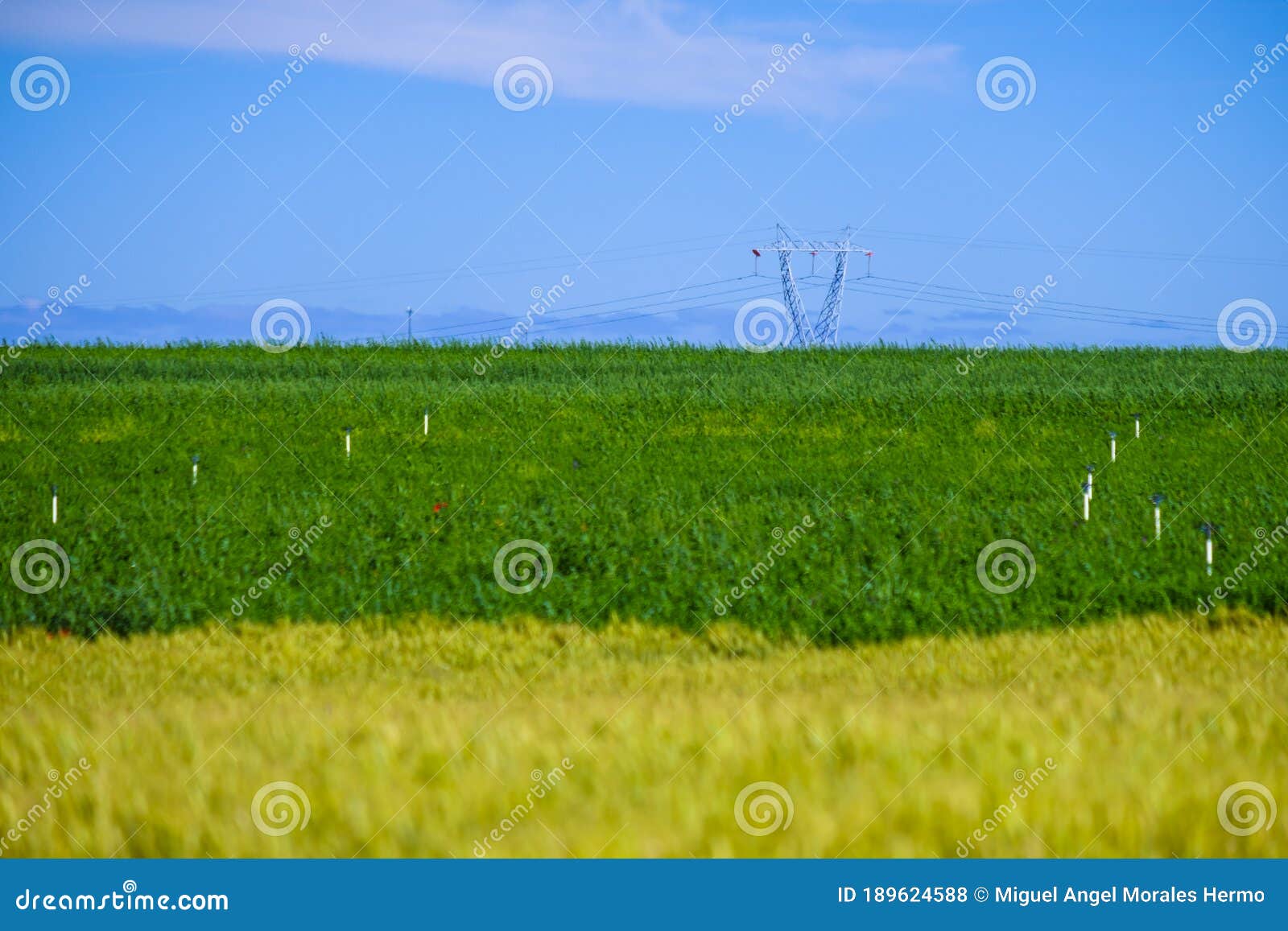 cultivated fields, especially cereals, in the interior spain