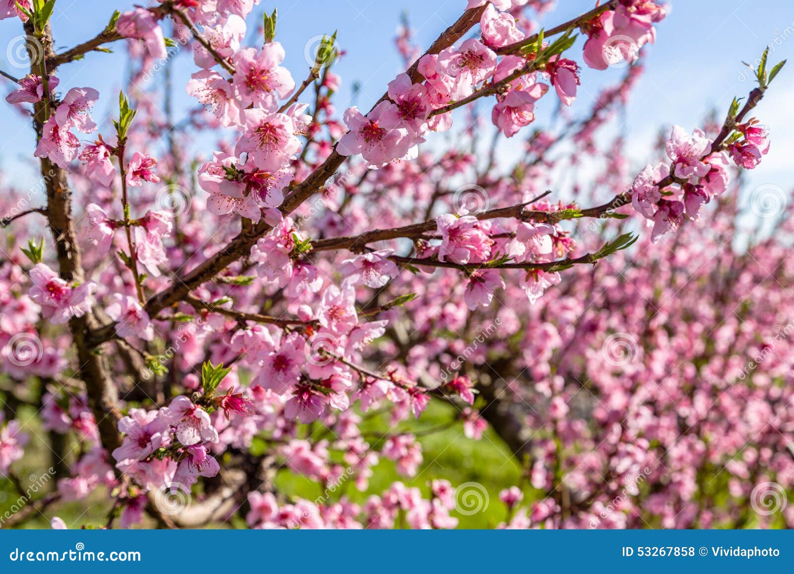 cultivated fields of peach trees treated with fungicides