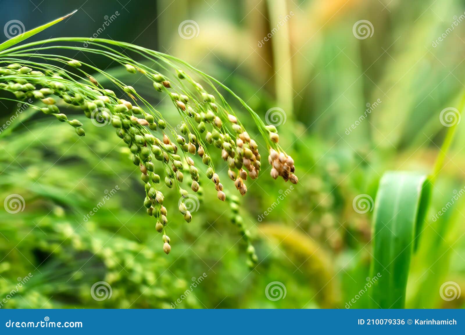 Cultivated Proso Millet in Agricultural Field Stock Photo Image of