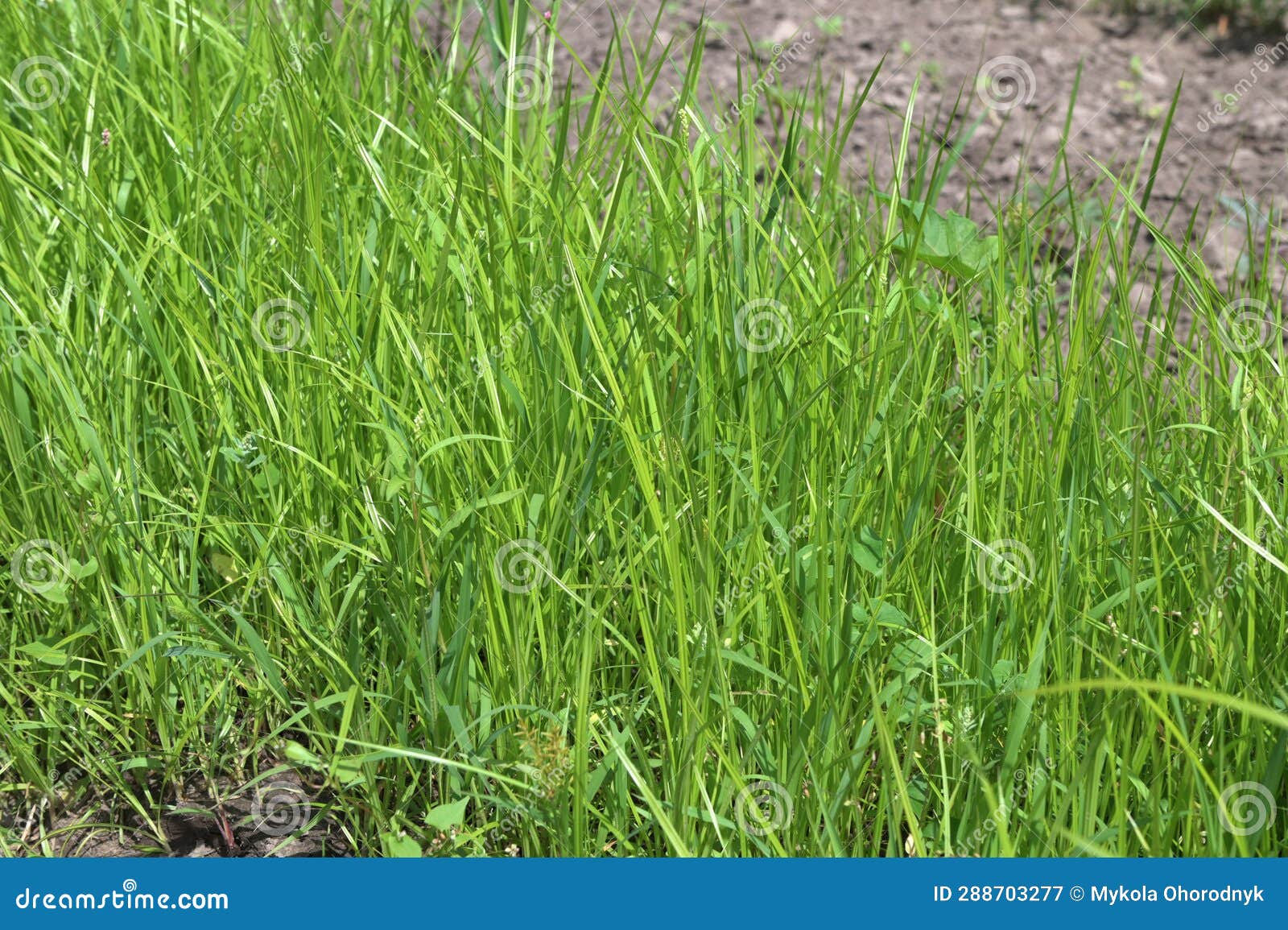 cultivated tigernut fields