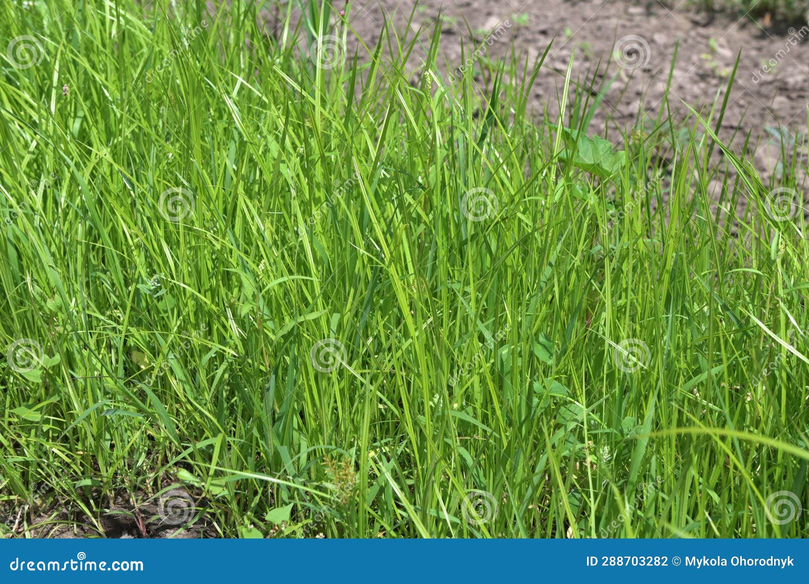 cultivated tigernut fields