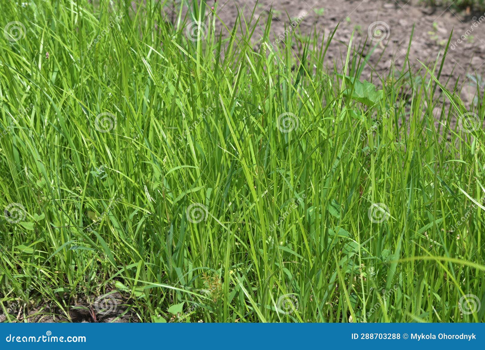 cultivated tigernut fields