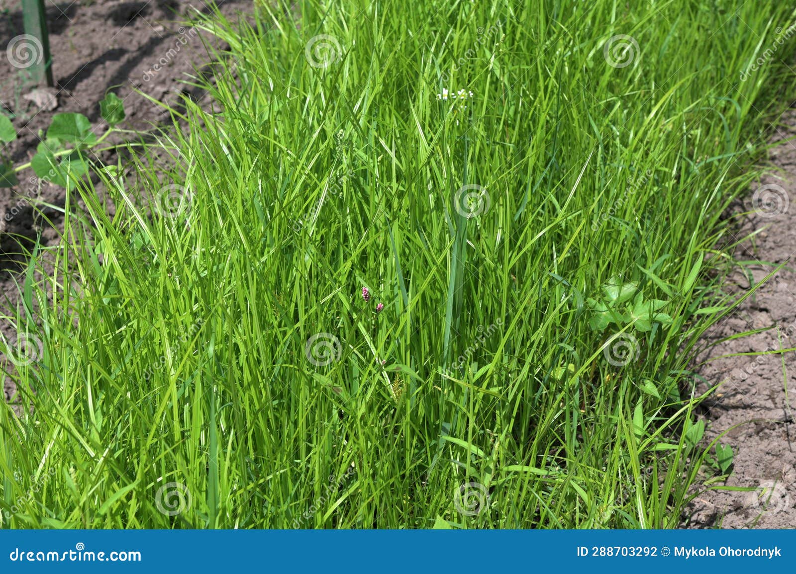 cultivated tigernut fields