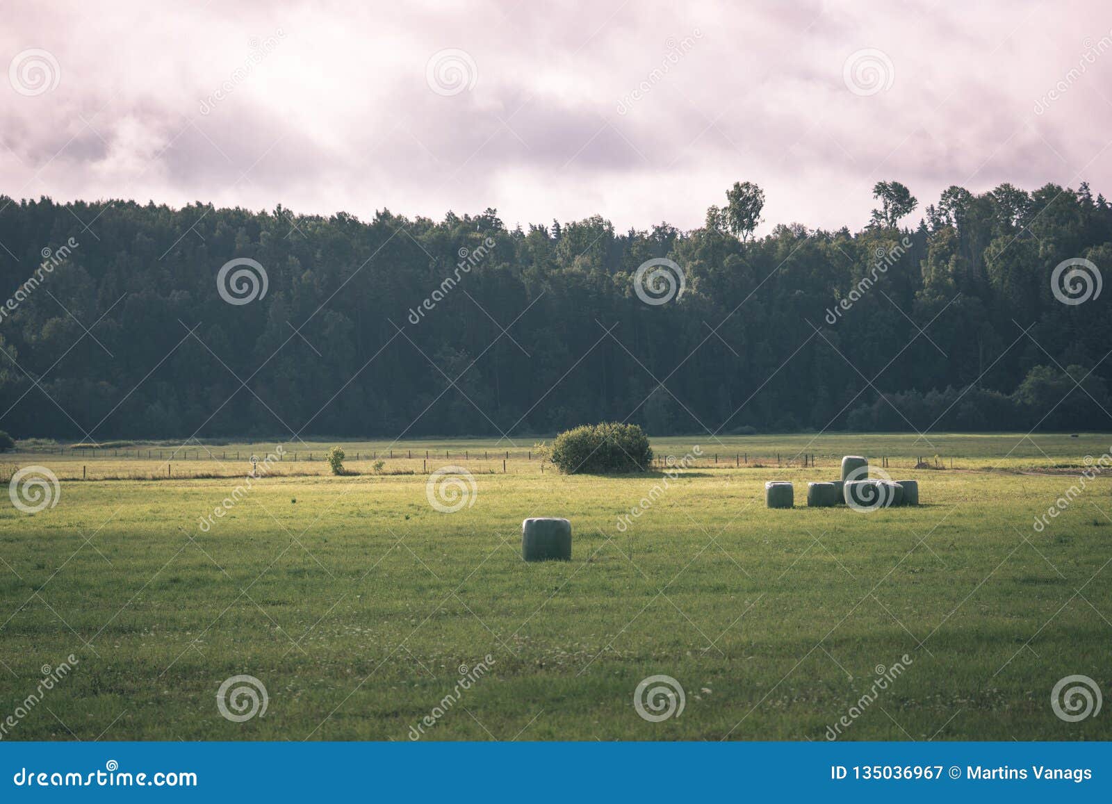 Cultivated Wheat Field in Summer - Vintage Retro Look Stock Image ...