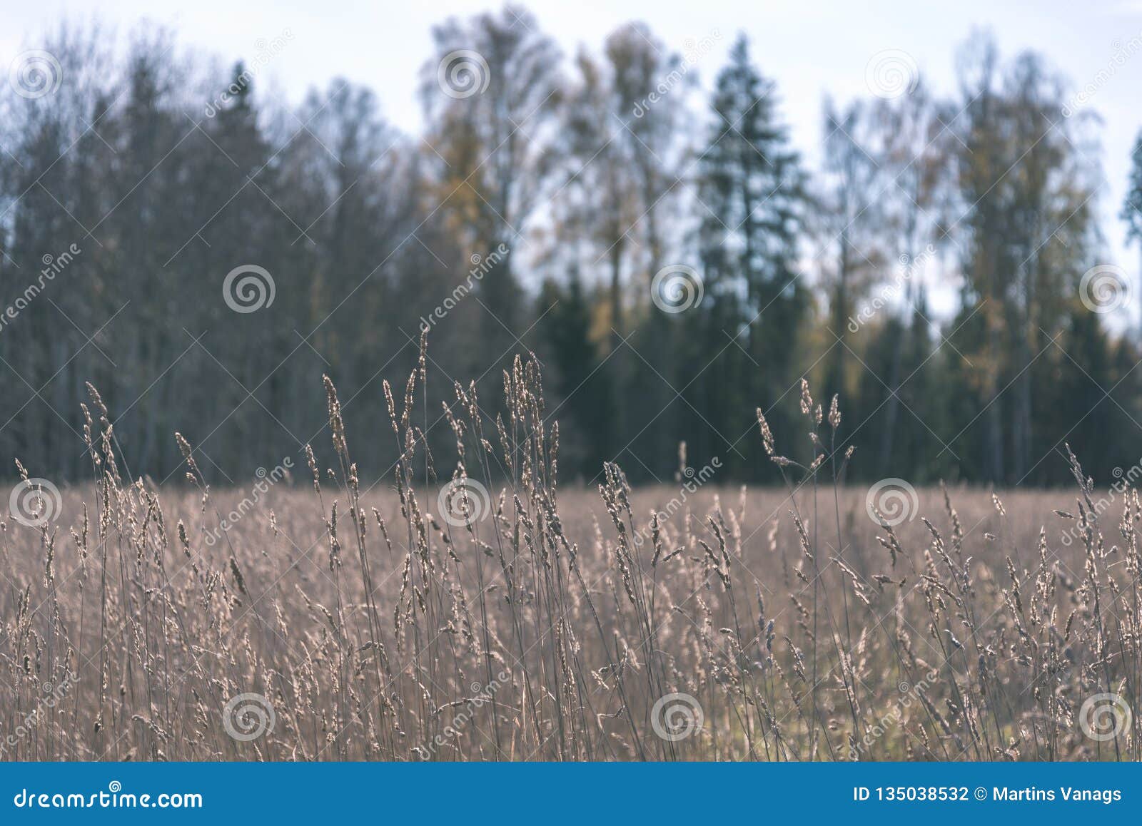 Cultivated Wheat Field in Summer - Vintage Retro Look Stock Photo ...