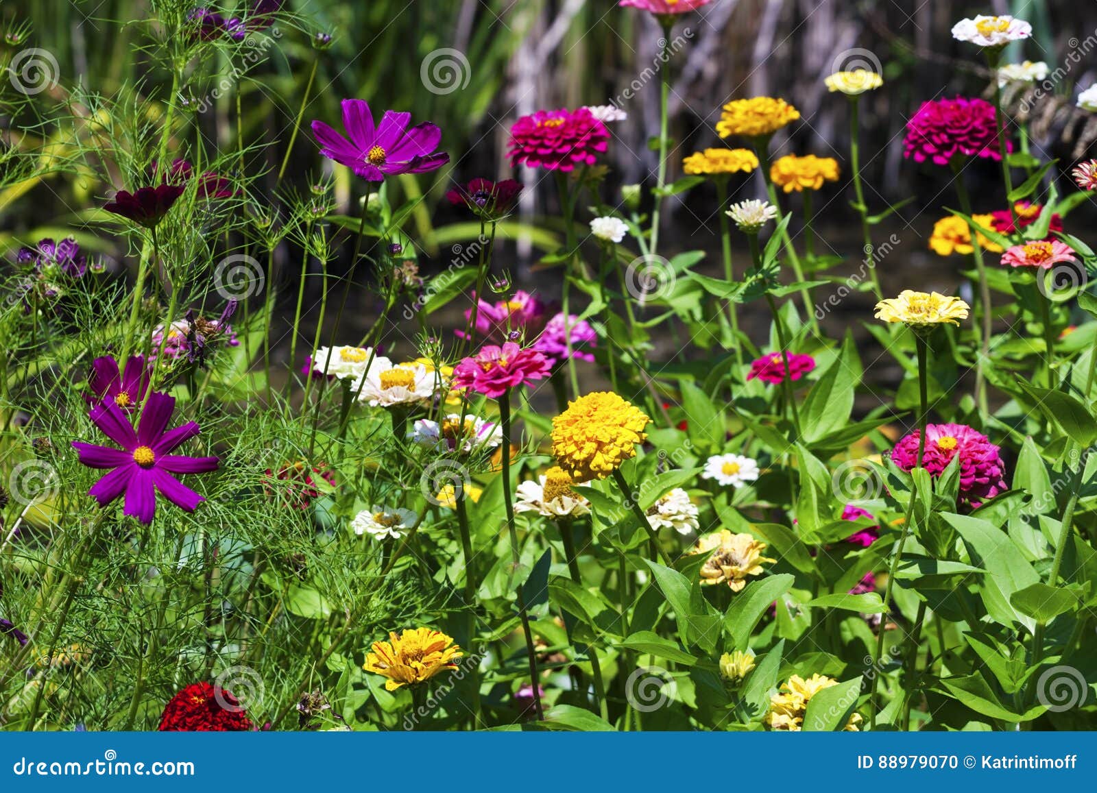 Cultivated and Wild Flowers Background. Stock Photo Image of blossom