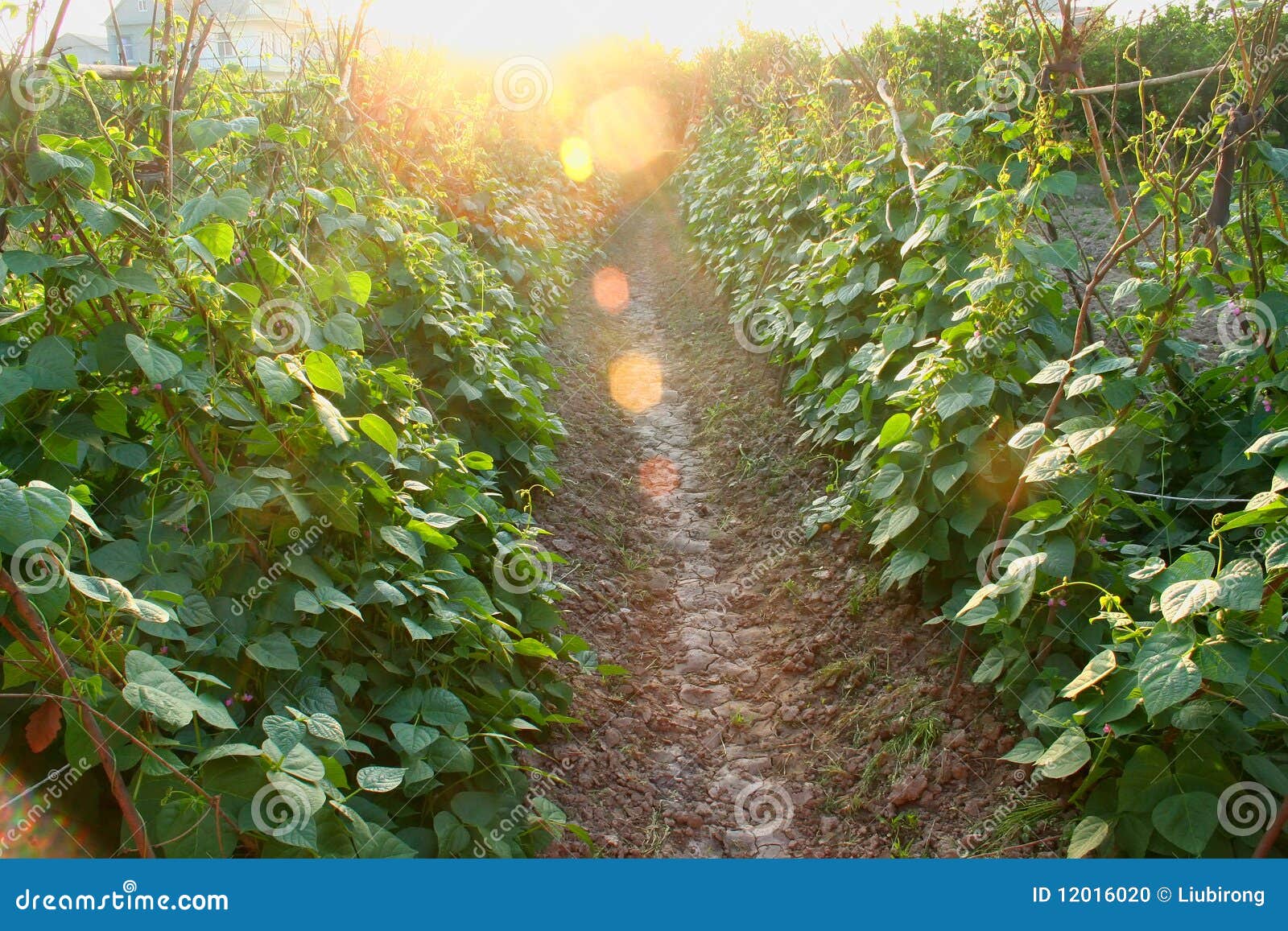 Cultivating beans stock photo. Image of cultivated, bean 12016020