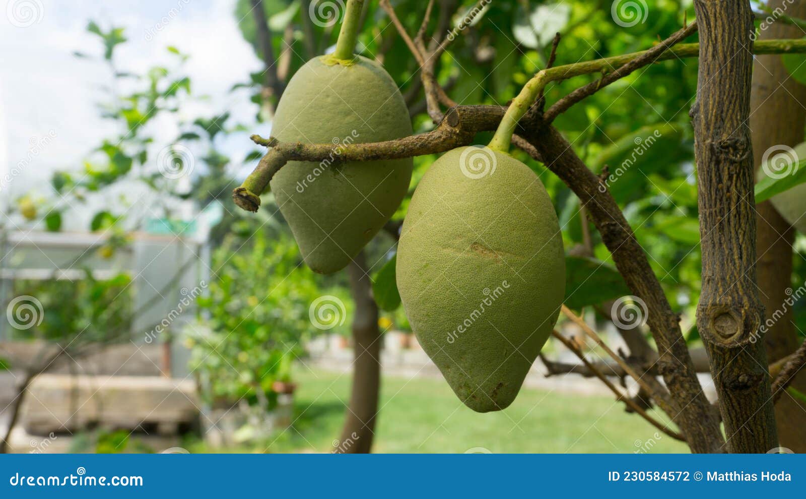 cultivating mango on a tree