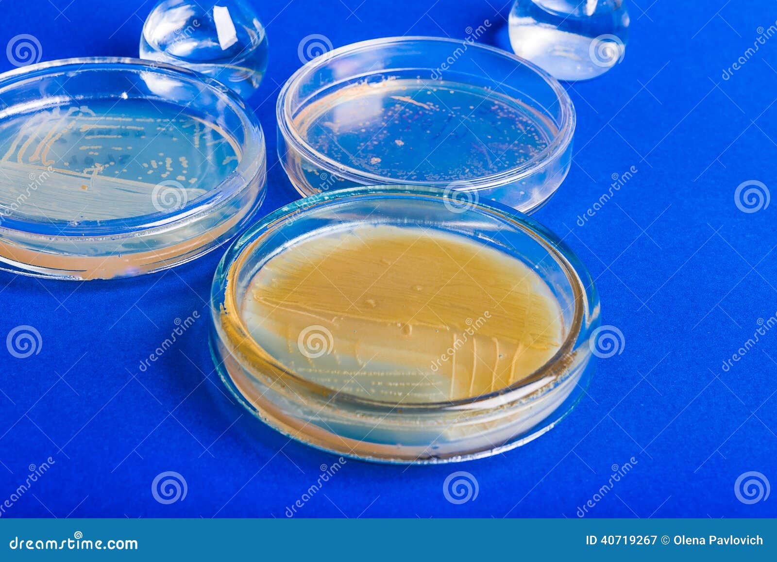 Cultivation of Bacteria on Agar in Sterile Box. Stock Image Image of