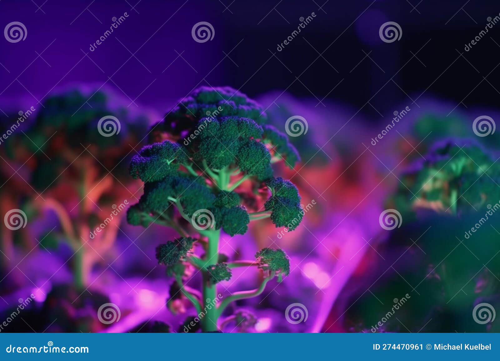 Cultivation of Broccoli Under Artificial UV Light for Maximum Growth Stock Illustration