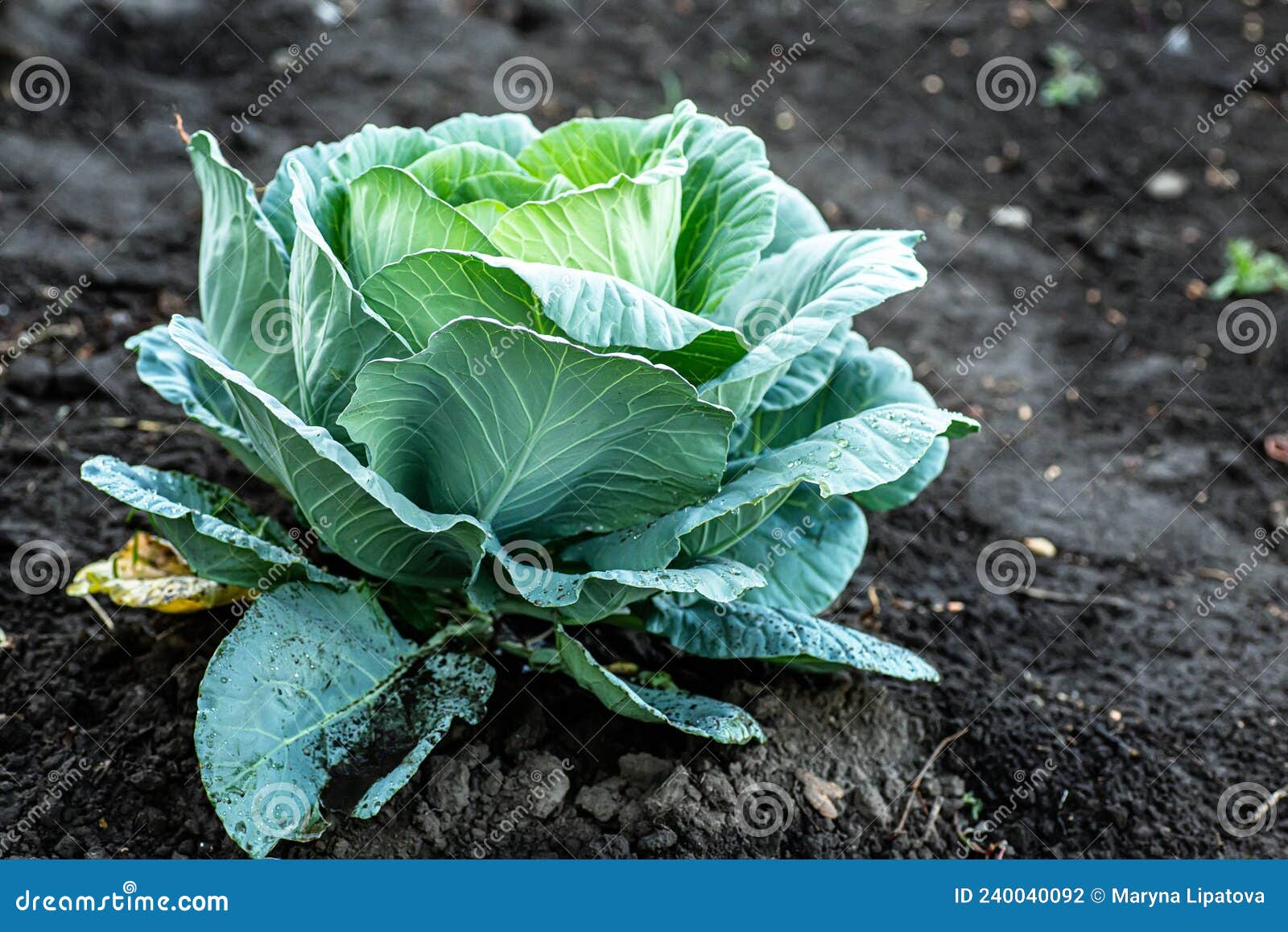 Cultivation of Cabbage. Cabbage Head Growing on Vegetable Bed in Garden