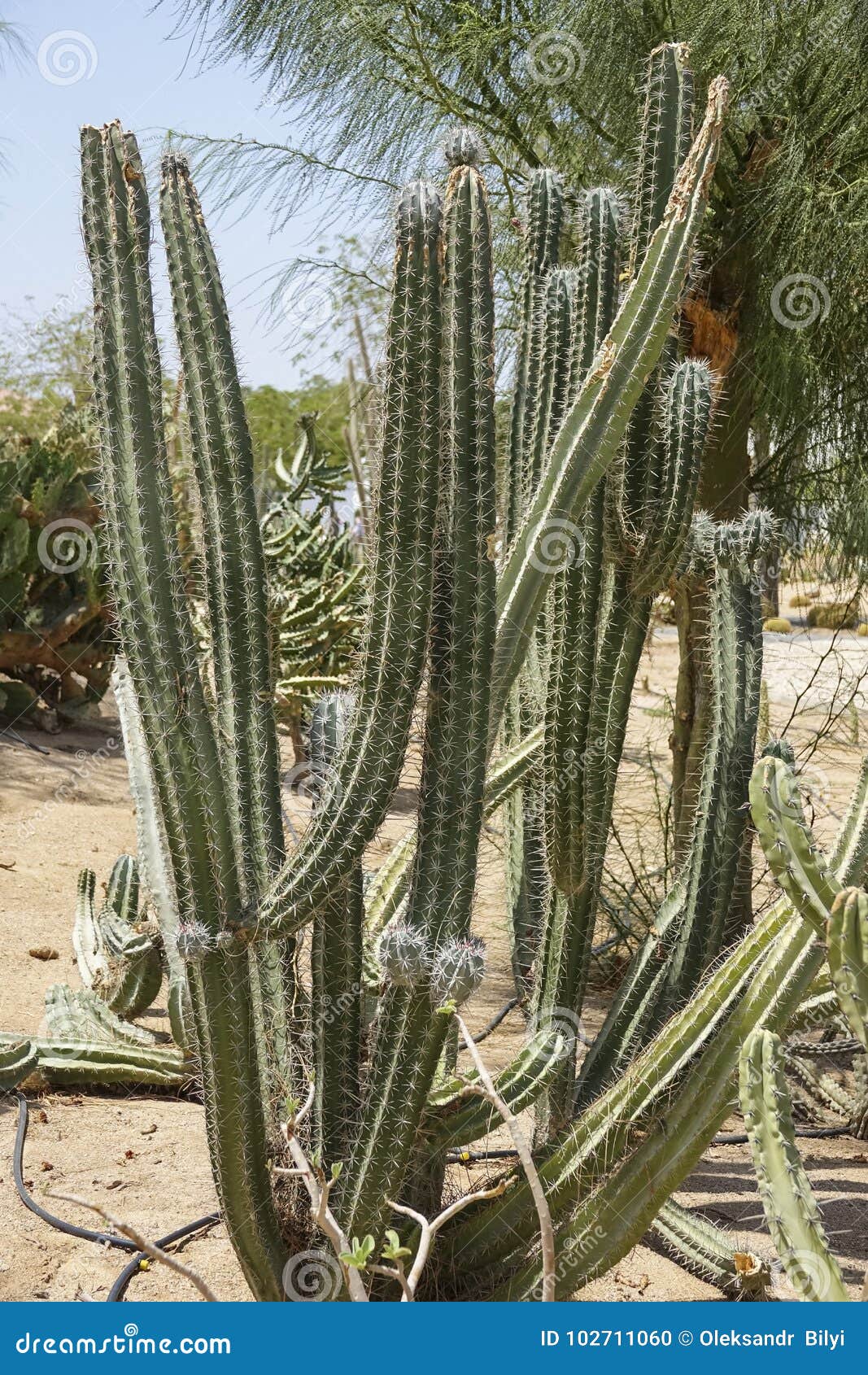 Cultivation of Cacti in the Home and Drip Irrigation. Stock Photo