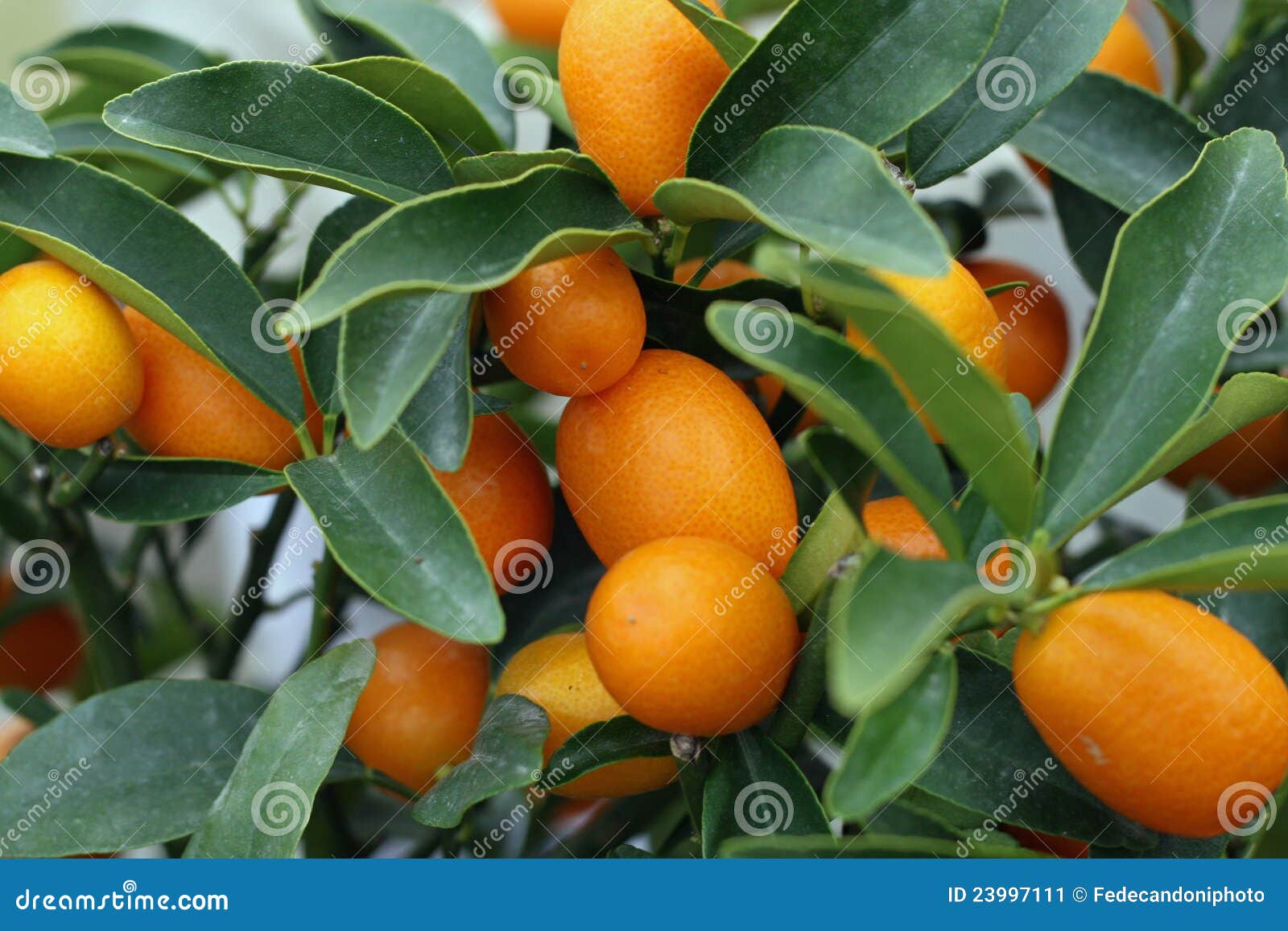 Cultivation of Citrus Fruits Stock Image Image of wellness, orange