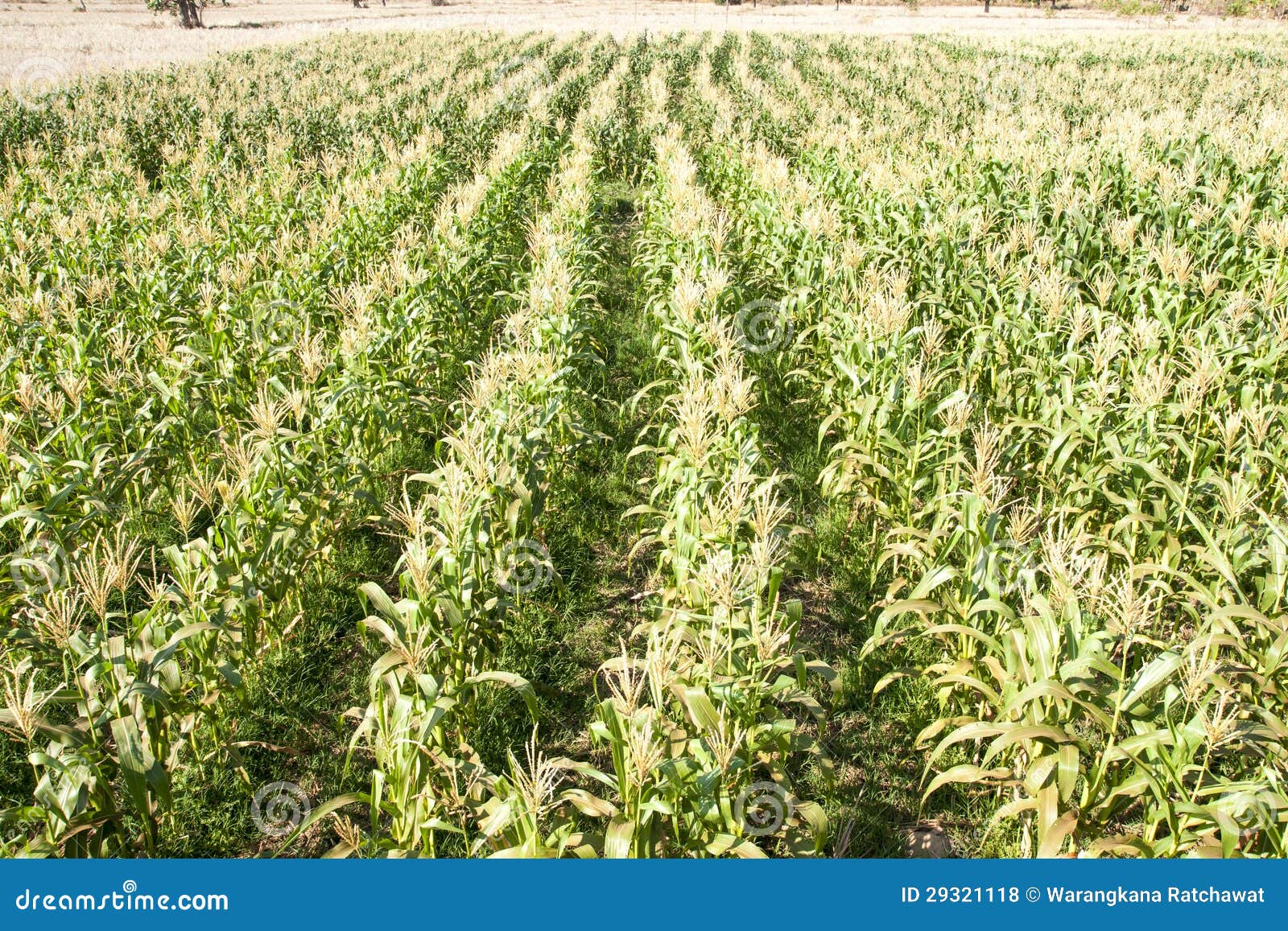 Cultivation of corn. stock photo. Image of fruit, green 29321118
