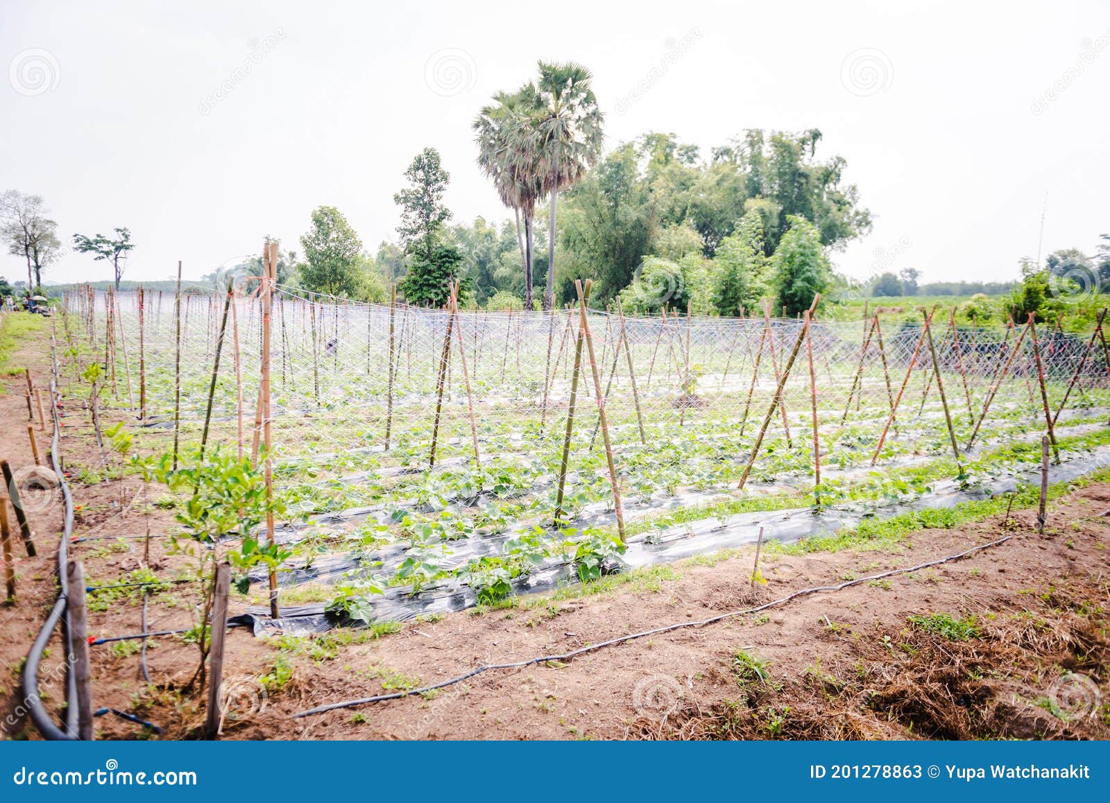 Cultivation of Cucumbers , Drip Irrigation System Stock Image Image