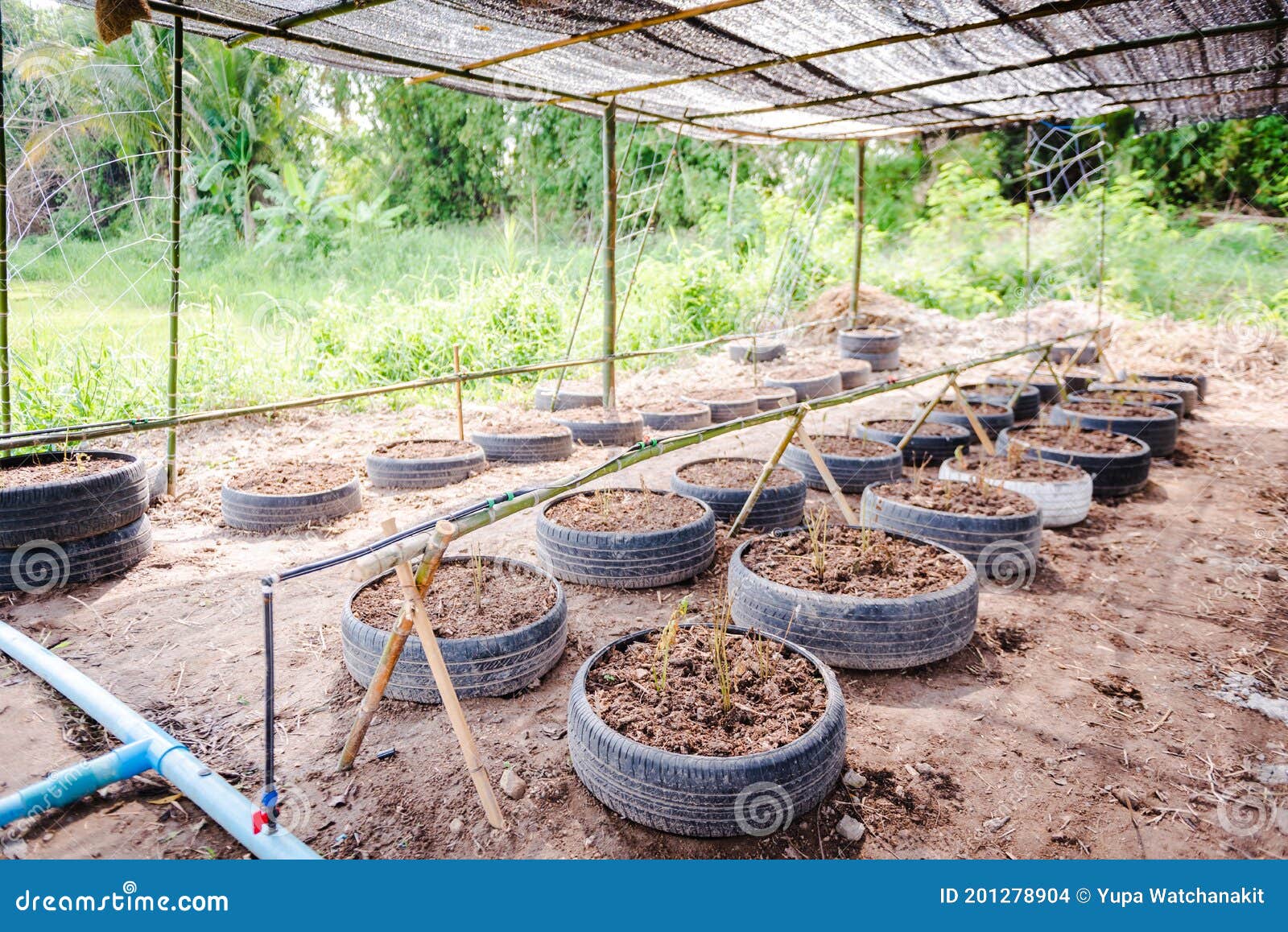 Cultivation of Cucumbers, Drip Irrigation System Stock Photo Image of