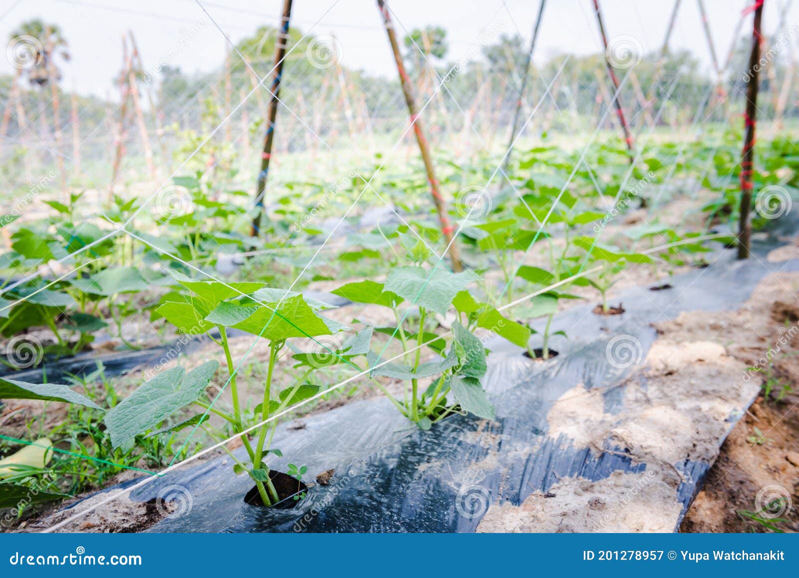 Cultivation of Cucumbers, Drip Irrigation System Stock Image Image of