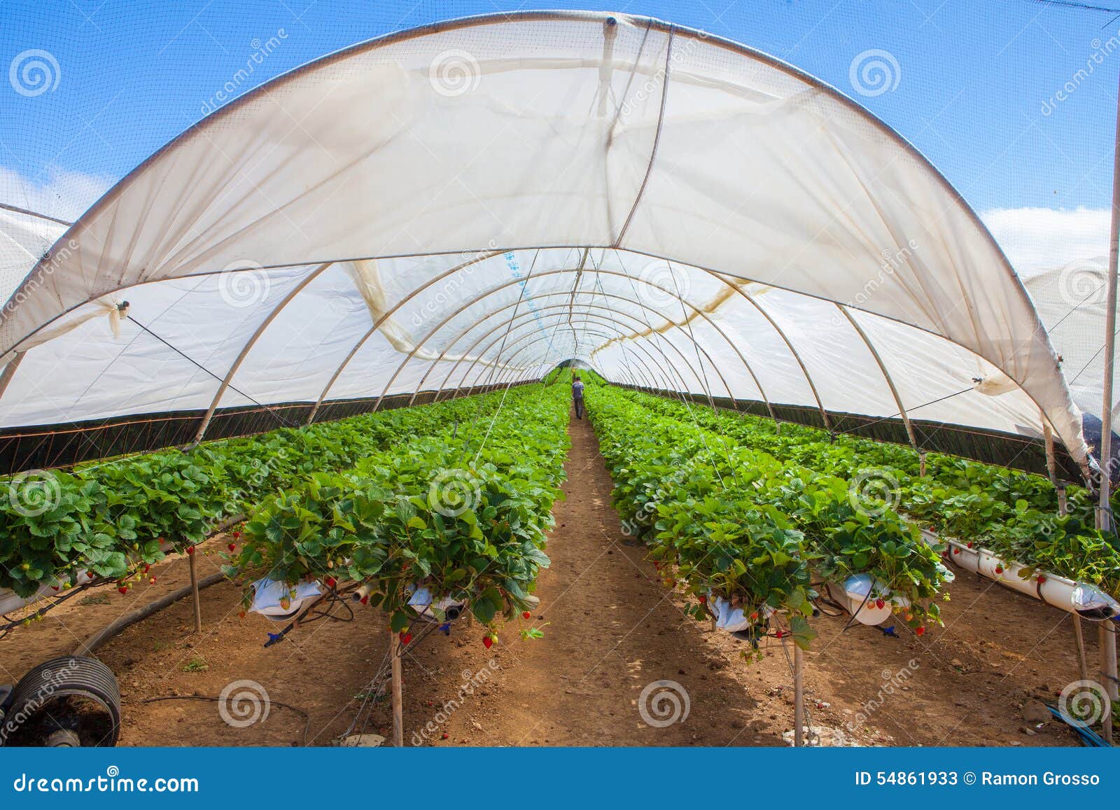 Cultivation on greenhouse stock image. Image of culture 54861933