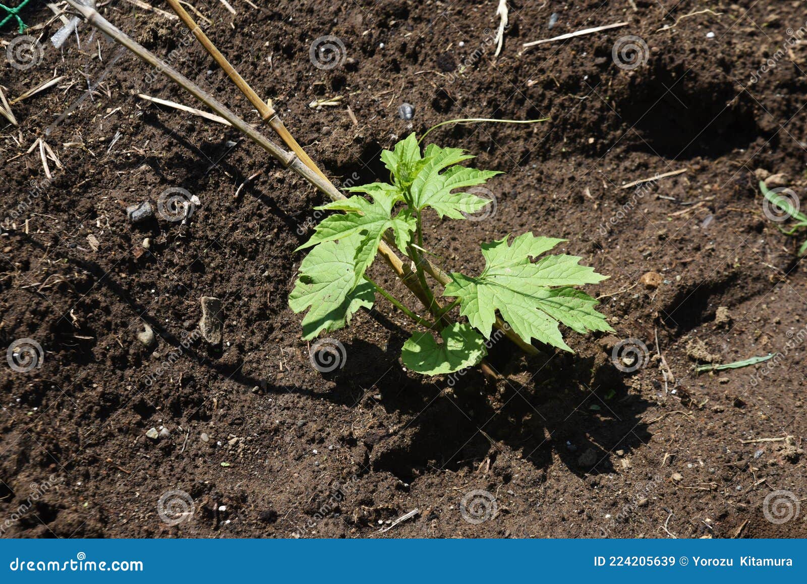 Bitter melon cultivation stock image. Image of closeup 224205639