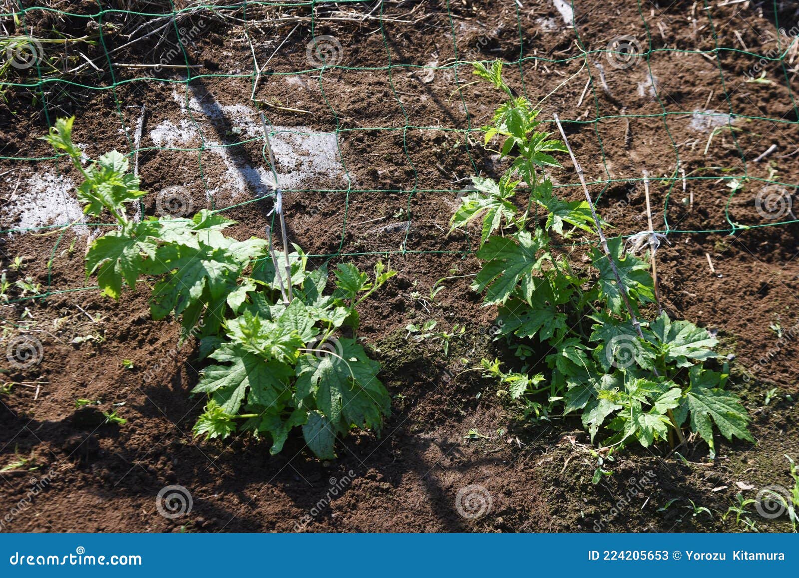 Bitter melon cultivation stock image. Image of seedling 224205653