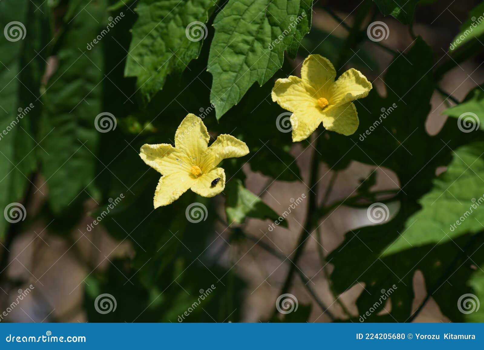 Bitter melon cultivation stock photo. Image of growing 224205680