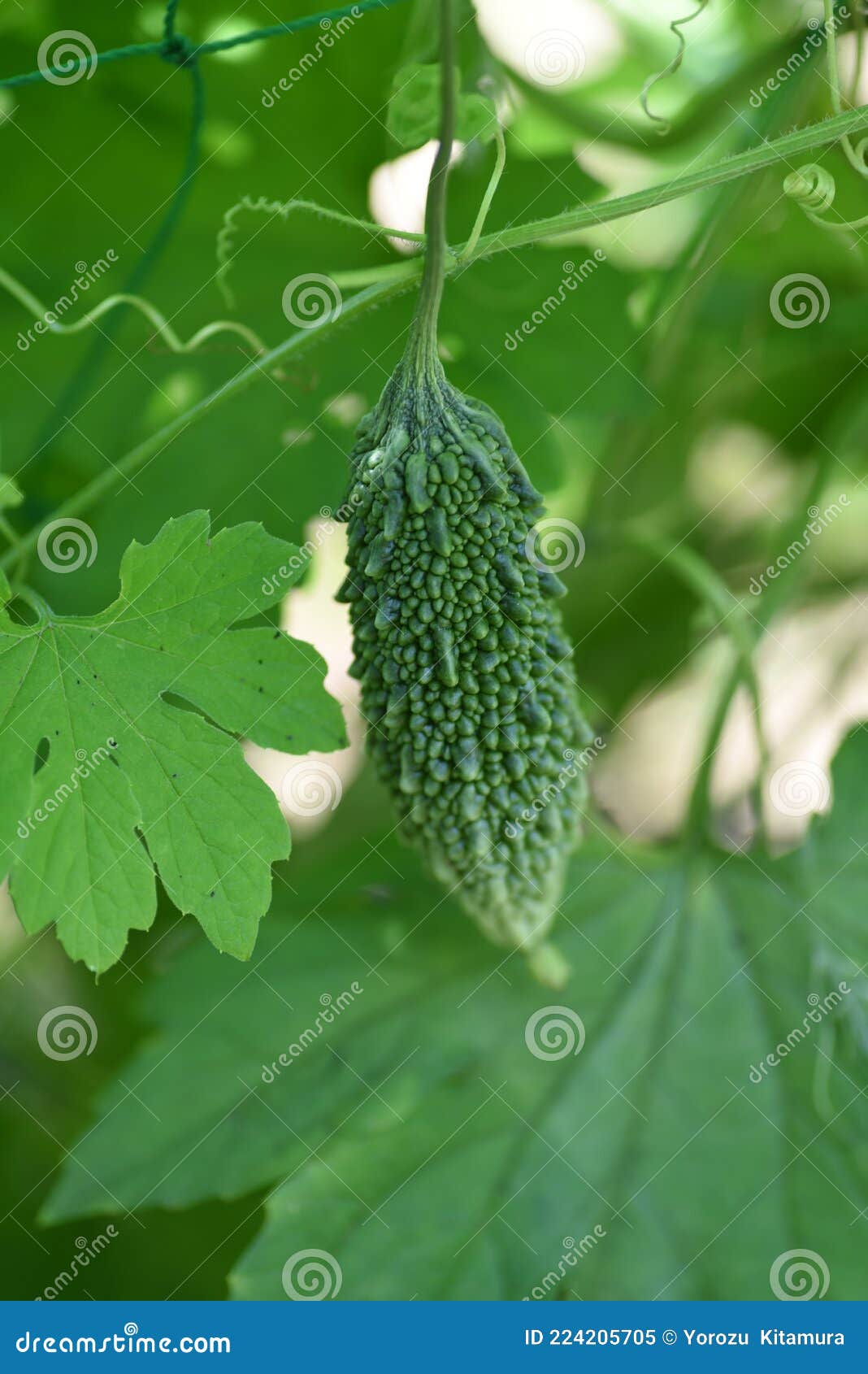 Bitter melon cultivation stock image. Image of seedling 224205705