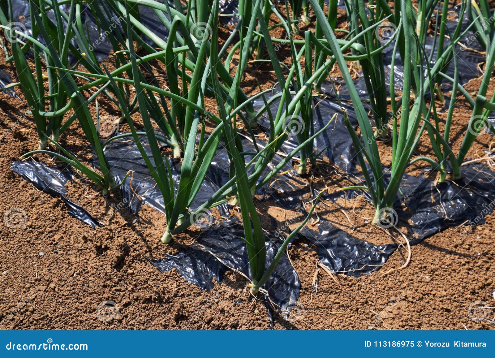 Onion cultivation stock image. Image of family, natural 113186975