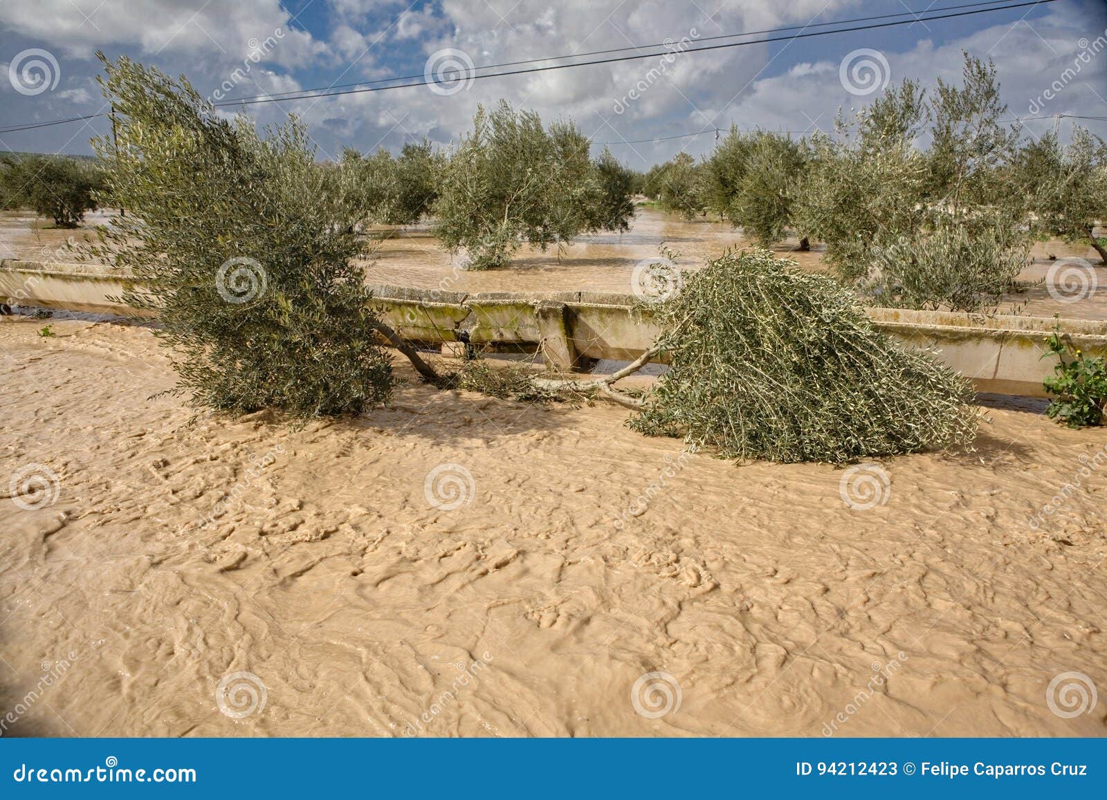 cultivation-of-olive-trees-flooded-by-heavy-rains-royalty-free-stock