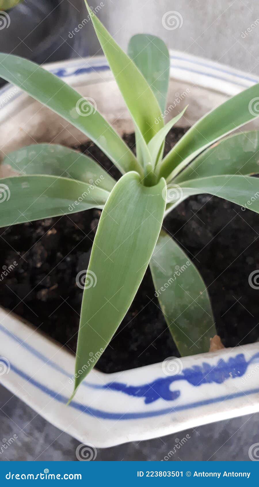 The GREEN ORNAMENTAL PLANTS GROW GROWTH in POTS Stock Image Image of cultivation, soil 223803501