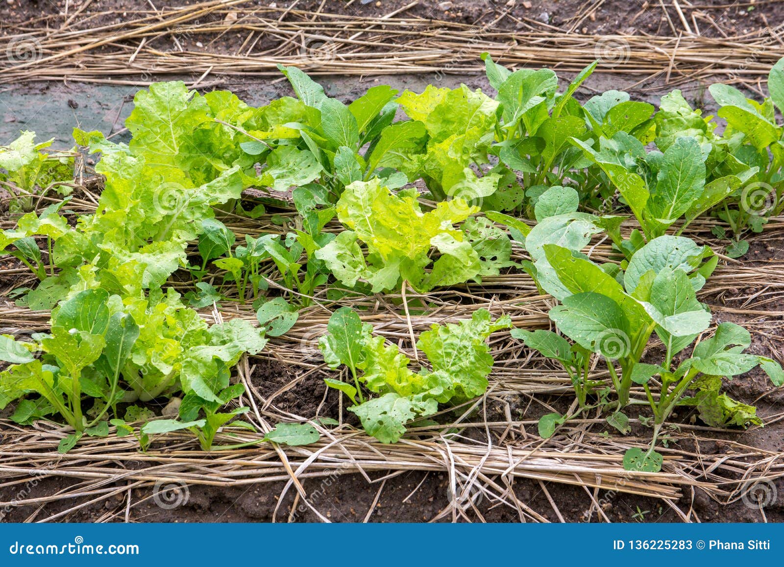 cultivation pak choy vegetable in farm plant, brassica chinensis jusl, cruciferae