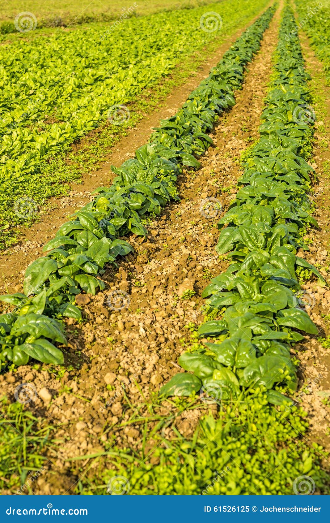 Cultivation of spinach stock image. Image of vegetable - 61526125