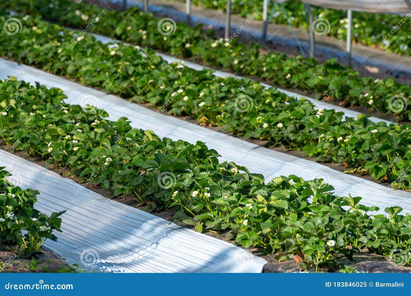 Cultivation Of Strawberry Fruits Using The Plasticulture Method, Plants