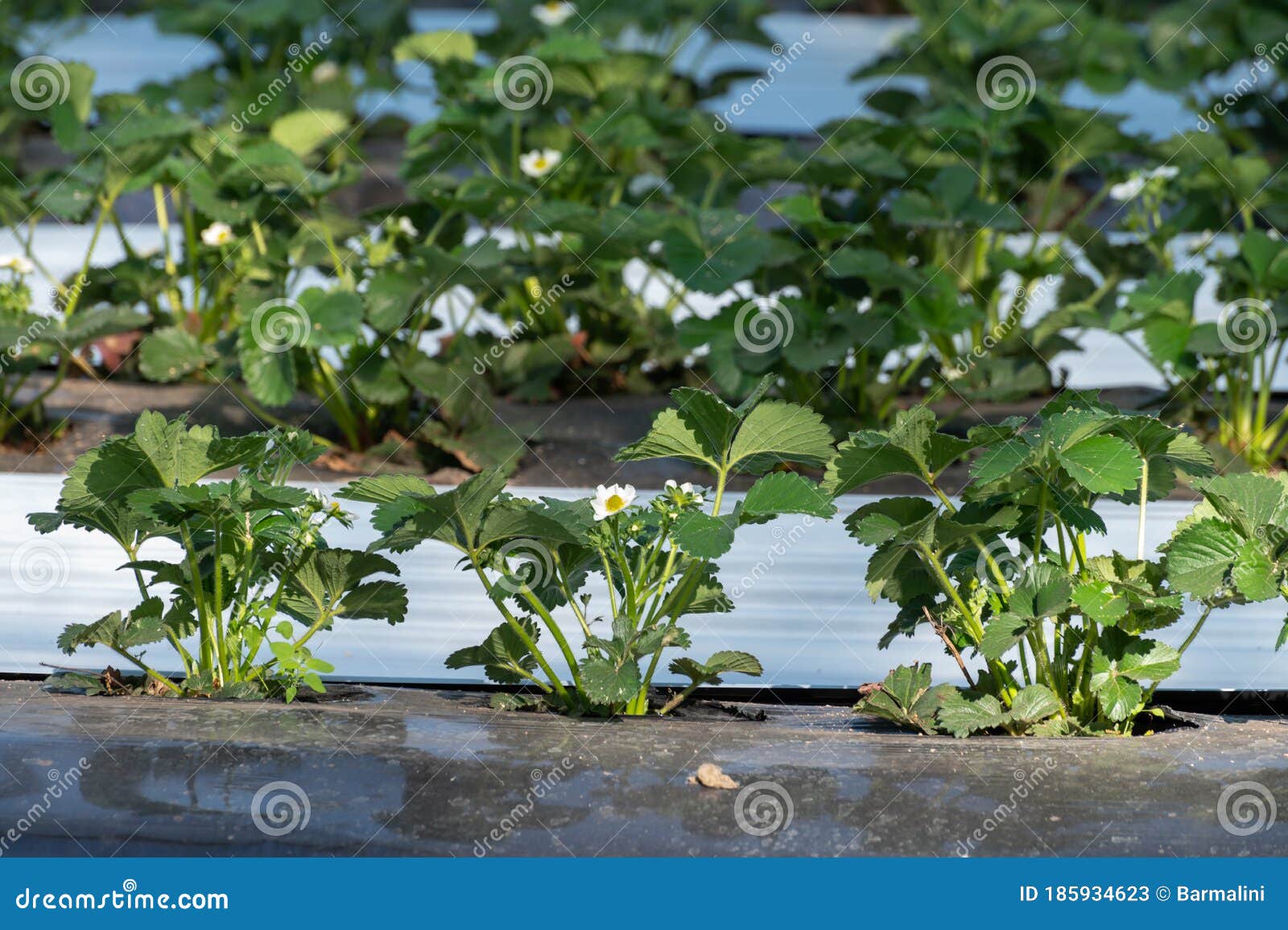 Cultivation Of Strawberry Fruits Using The Plasticulture Method, Plants