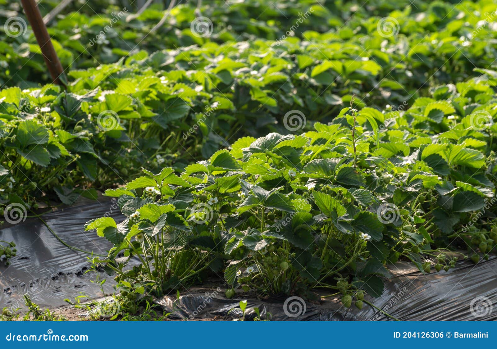 Cultivation of Strawberry Fruits Using the Plasticulture Method, Plants