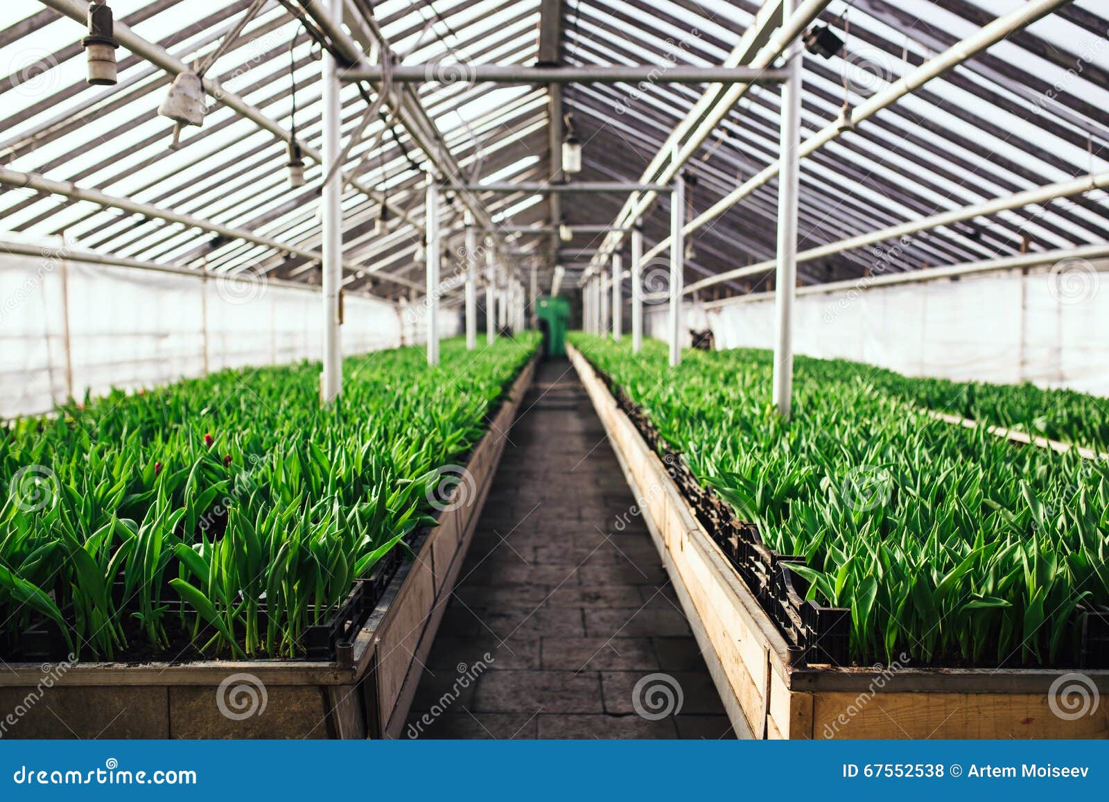 Cultivation Of Tulips In Greenhouse Perspective Stock 