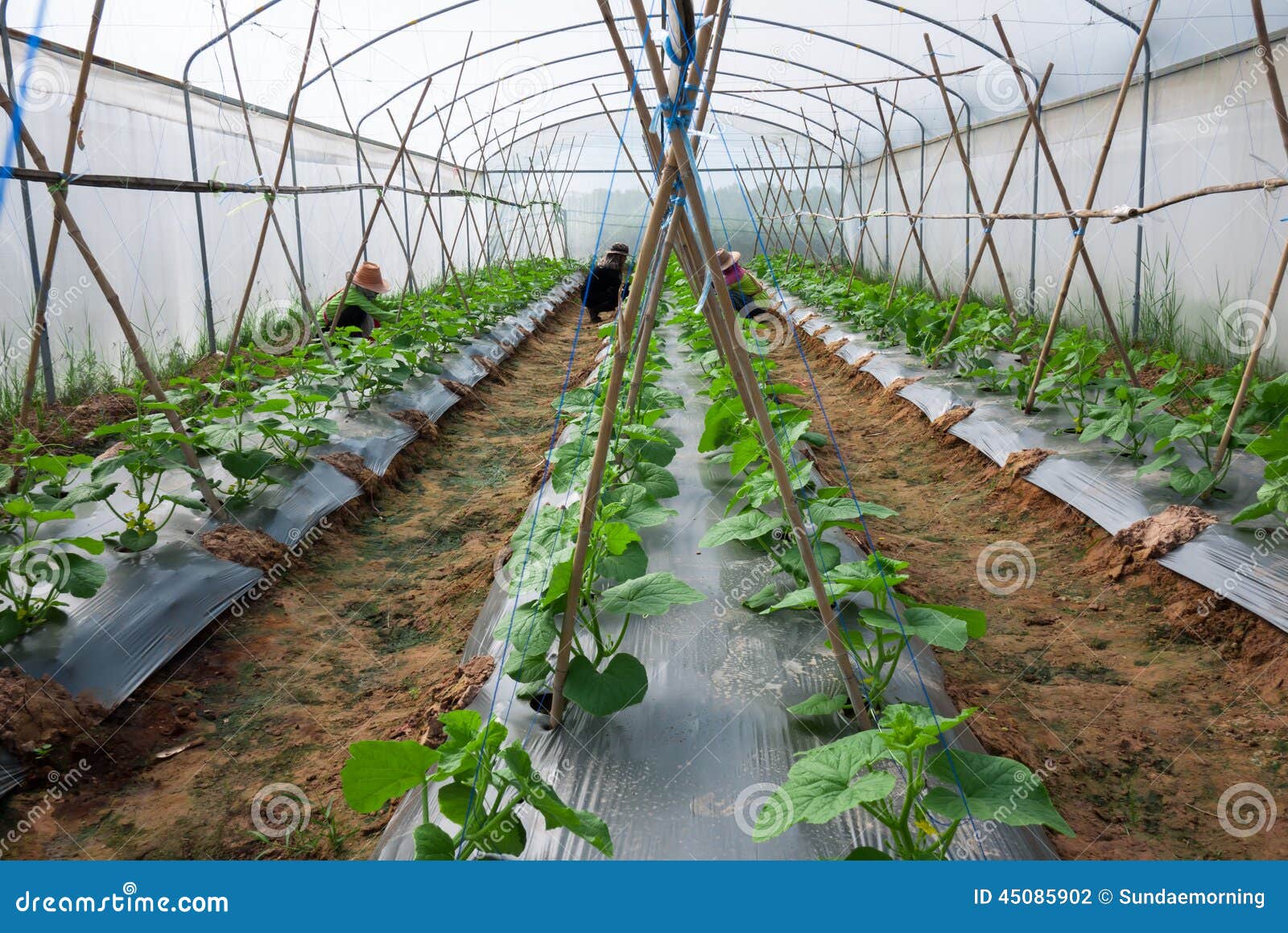Farmer Pruning Melon Cultivation Crop in Greenhouse Stock Photo Image