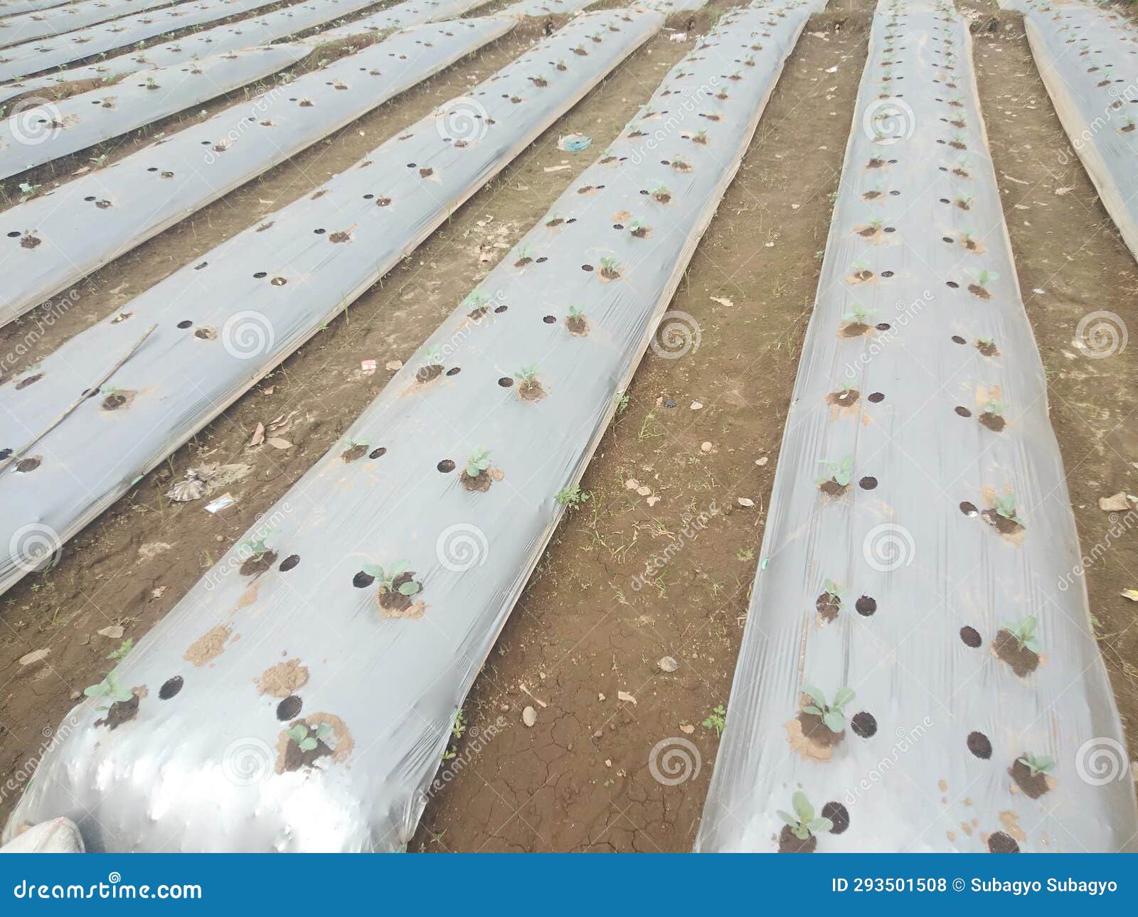 Cultivation of Vegetable Crops Using Plastic Mulch in Rural Areas Stock