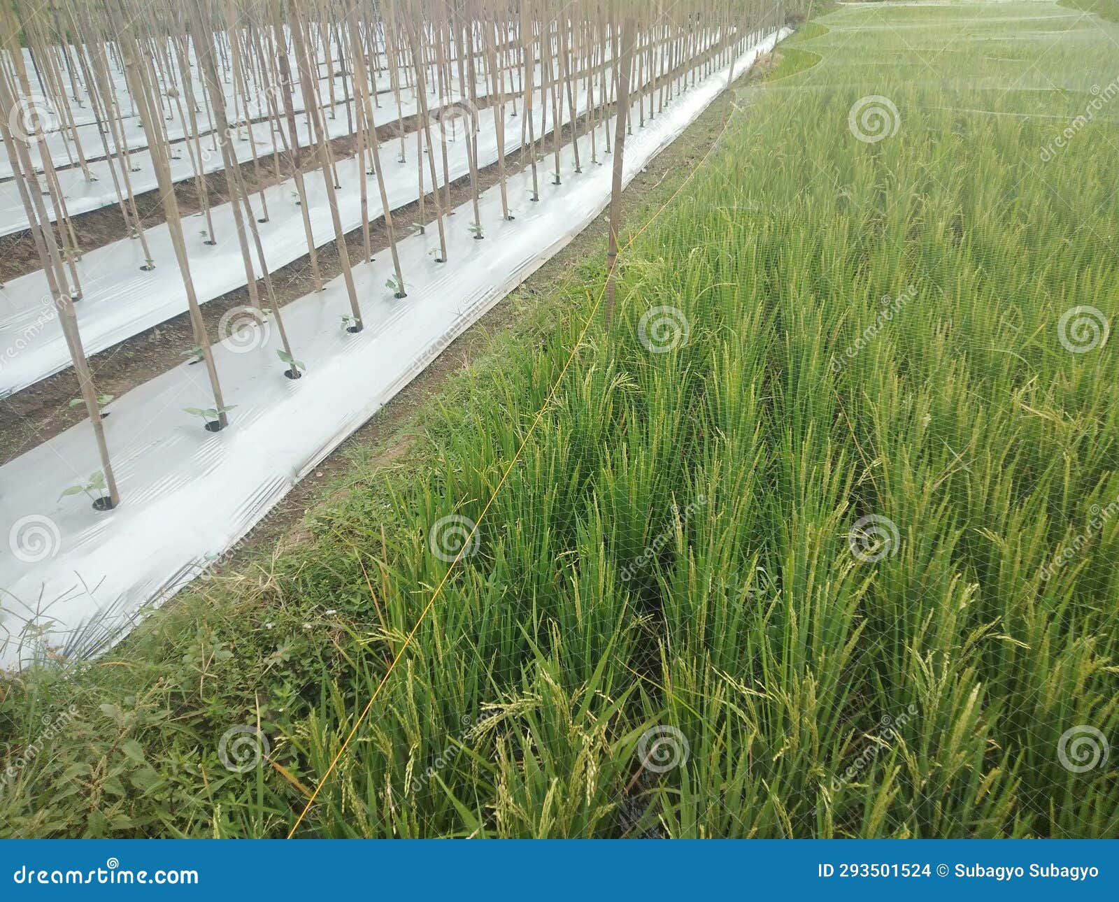 Cultivation of Vegetable Crops Using Plastic Mulch in Rural Areas Stock